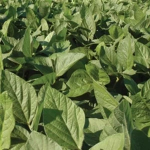 (Pedido pendiente hasta febrero de 2024) Soja - Semilla de Laredo - 5 libras. - Imagen 1 de 2