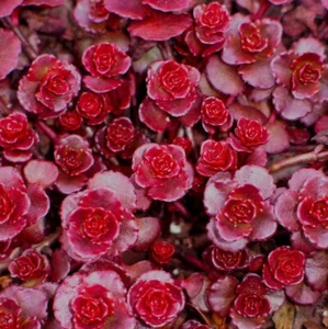 6 Rooted Sections Sedum Spurium Red Carpet Stonecrop Perennial Evergreen - Picture 1 of 2