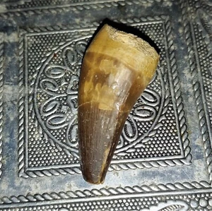 grande dente pietrificato mosasauro dinosauro mosasauro n.35 tooth fossil - Foto 1 di 2