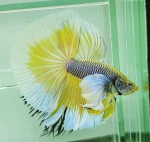 Live Betta Fish High Quality Halfmoon HM Male Yellow Pineapple Dumbo Big Ears - Picture 1 of 4