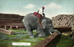Birmania, elefantes en el trabajo (1910) D.A. Postal Ahuja No. 11 - Imagen 1 de 2