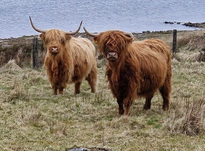 HIGHLAND COW (31) CROSS STITCH PATTERN - Image 1 of 2