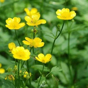 Acrid Buttercup 10 PIEZAS semillas frescas, Ranunculus acris - Imagen 1 de 8