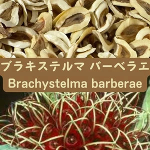 Brachystelma barberae  - Fresh & Rare! seeds10/20pcs - Picture 1 of 1