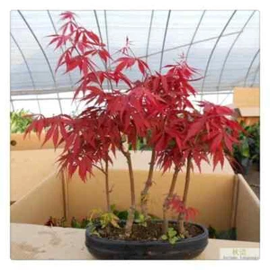 20 Seeds Japanese Red Maple Tree Bonsai Rare plant for home garden - Picture 1 of 1