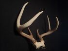 115" Whitetail Deer 6 Point Buck Antler Taxidermy Horns Shed Cabin Wedding!!!