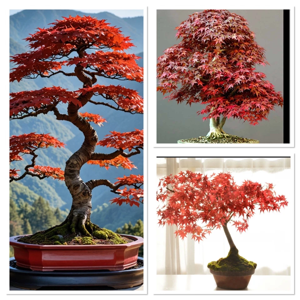 Red Purple Japanese Maple 2 years old bonsai starter. Incredible autumn colour! - Image 1 of 1