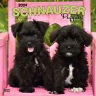 Browntrout Schnauzer Puppies 2024 12 x 12 Wall Calendar w