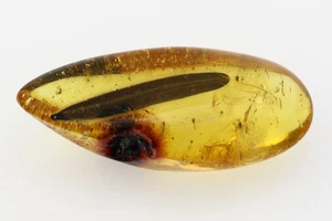 Long 15mm LEAF Rare Plant Inclusion Genuine Polished BALTIC AMBER 150311 - Bild 1 von 2