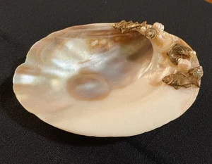 Muschel Seife / Schmuckschale ~ mit Fuß ~ verzierte Fische Muscheln Perlen - Bild 1 von 6