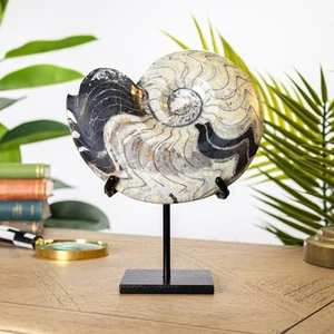 XXL Goniatite Ammonite on Stand (Goniatitida sp) - Imagen 1 de 7