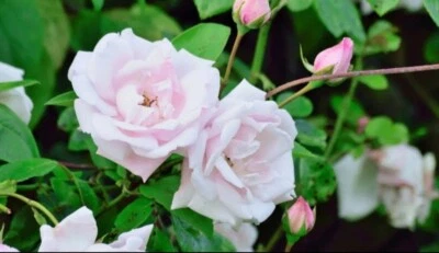 Climbing Rose Rosa New Dawn Live Starter Plant Semi Dormant  - Image 1 of 4