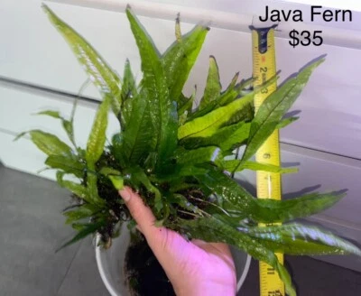 *BUY 2 GET 1 FREE* Java Fern Microsorum pteropus Easy Live Aquarium Plant ✅ - Image 1 of 4