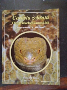 Der Winkelschwansskink - Bild 1 von 1