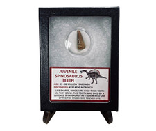 Juvenile Spinosaurus Tooth