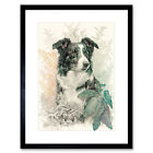 Border Collie Dog Field Colour Pencil Framed Wall Art Print Picture 12X16