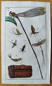 Dragonfly (Plate 4) - Wilhelm Original Colored Print - 1800 - Picture 1 of 1