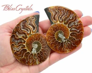 Pair of AMMONITE FOSSIL Matching Set Thin 69 - 76 mm Healing Crystal #AP57 - Picture 1 of 2
