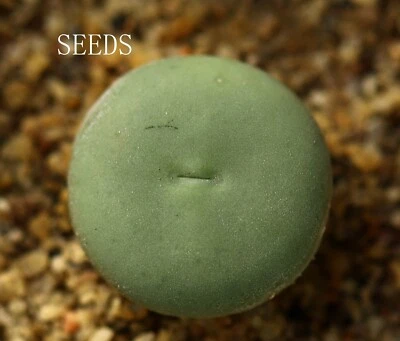 SEEDS - Conophytum pageae 20seeds - Image 1 of 3