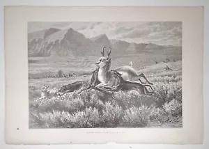 1874 Victorian Art Engraving, Antelope-Hunting on The Plains-W.M. Cary, Dogs - Picture 1 of 5
