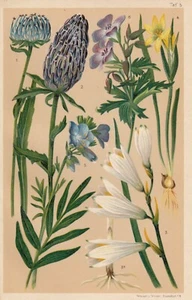 Chromo-Lithografie 1940: Hochstenglige Alpen-Kräuter. Kugelköpfige Rapunzel - Picture 1 of 1
