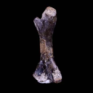 Captorhinus Aguti fossiler Femurknochen Perm Alter Reptil 299 Mil Jahre altes Display - Bild 1 von 10