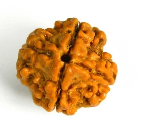 2.500 Gramm Lab Zertifiziert 4 Mukhi Rudraksha / Vier Gesichter Rudraksha Perlen - Nepal - Bild 1 von 5