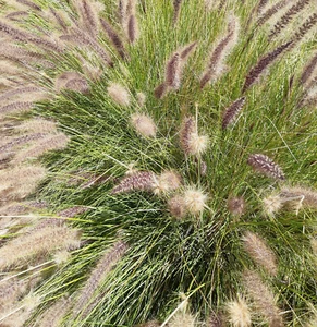 Hameln Dwf Fountain Grass  (Pennisetum alopecuroides 'Hameln') Compact Easy Care - Picture 1 of 2