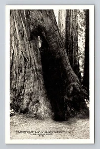 Muir Woods CA-California, árbol de secuoya grande, postal de recuerdo antigua de colección - Imagen 1 de 2