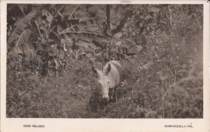 REAL PHOTO - Barranquilla, COLUMBIA- Donkey - Photographer: Valasco - Picture 1 of 2