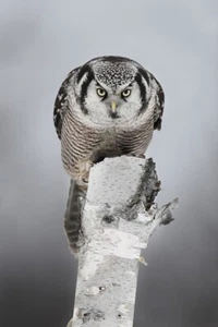 Impresión giclee fotográfica de vida silvestre The Stare, Northern Hawk Owl de Jim Cumming - Imagen 1 de 3
