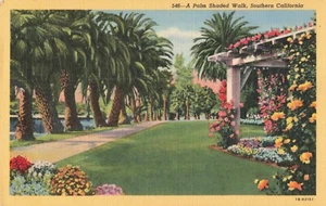Postal de colección de Los Ángeles CA, Palm Shaded Walk, sur de California - Imagen 1 de 2