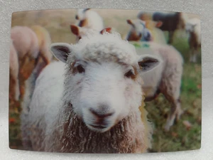Postal lenticular 3D oveja de Schoening Verlag, nueva - Imagen 1 de 1