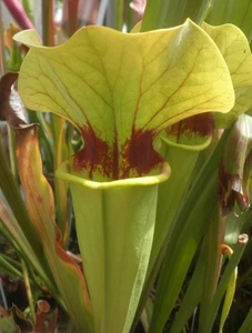 Sarracenia x Golden Eagle JSH343 carnivorous plant - Picture 1 of 2