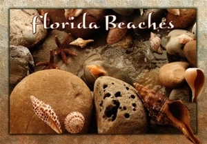 Florida Beaches Shells Postcard - Seminole Postcards - Unposted - Picture 1 of 2
