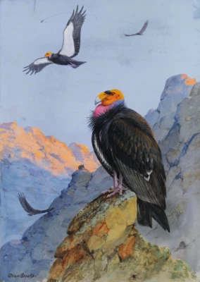 California Condors | Allan Brooks | 1933 American Bird Nature Print - Image 1 of 4