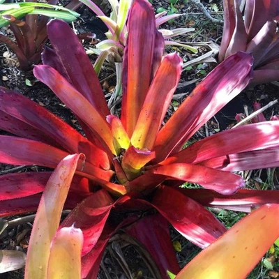 BUY ANY 3 SAVE 15% BROMELIAD xPortemea REDARTY Offset - Sun Loving Bigeneric - Image 1 of 4