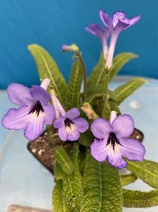 Streptocarpus Fernwood Many Blue Flowers 4” Pot Shade Easy Care Windowsill - Picture 1 of 6