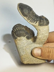 2 Trilobiten Paralejurus Rehamnanus und Reedops Kopfhaloten Fossil Trilobit - Bild 1 von 15
