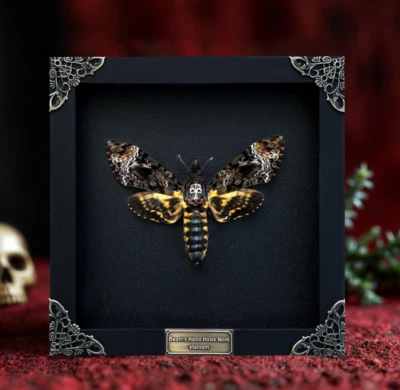 Decoración de pared de entomología cabeza de muerte real polilla enmarcada coleccionable regalo del día de la madre” Foto 1 de 2
