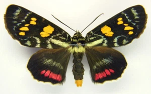 Unmounted Butterfly/Noctuidae - Agarista agricola biformis, male, RARE,Australia - Bild 1 von 2