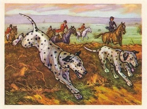 26/245 SAMMELBILD DALMATINER PFERD HUND - Bild 1 von 2