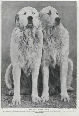 Gran Pirineo "Dúo" - 1934 Vintage Perro Arte "Foto" Impresión - PERSONALIZADO MATE Foto 1 de 2