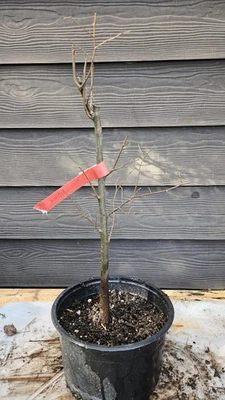 Zelkova serrata tree in nursery pot. Japanese Zelkova Elm. Pre bonsai Japanese G - Image 1 of 4