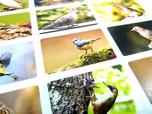 British Garden Birds Envelope Seal Labels Wildlife Stickers 5030-BIRDS-2-24 - Picture 1 of 2