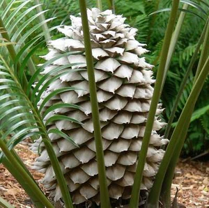 Lepidozamia peroffskyana - Scaly Zamia | Queensland Cycad - Picture 1 of 3