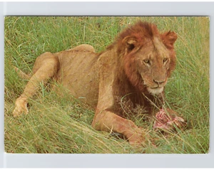 African Lion Eating After Killing a Big Antelope Vintage Postcard - Picture 1 of 5