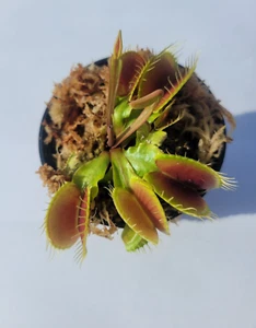 Large Sized Big Mouth Venus Flytrap (Fly Trap Carnivorous Plants) 3 inch pot - Picture 1 of 2