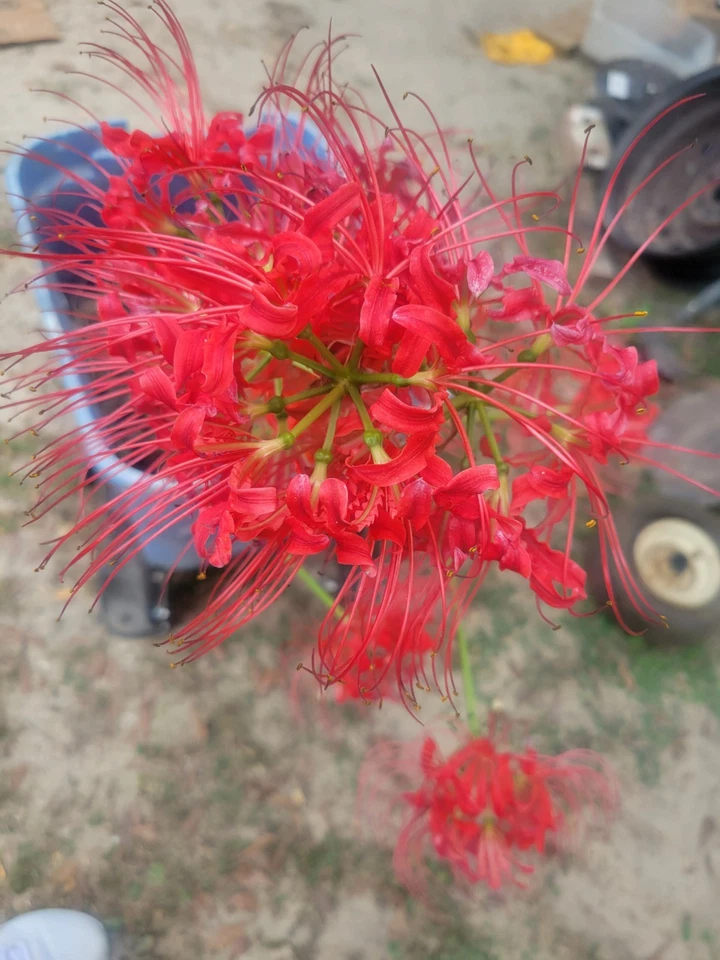 10 LARGE Red Spider Lily Bulbs DUG FRESH UPON PURCHASE Lycoris radiata - Image 1 of 4