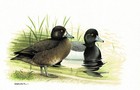 Bergente Entenvögel Enten - Kunstdruck-Bild - 25,5 x 17,5 cm
